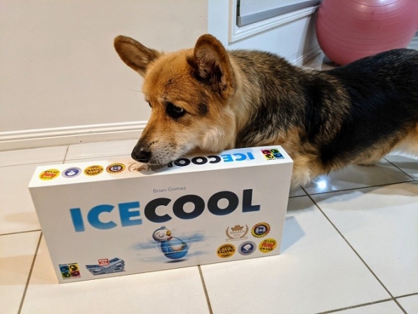 Corgi sniffing the top of ICECOOL. Is there any treats in here?